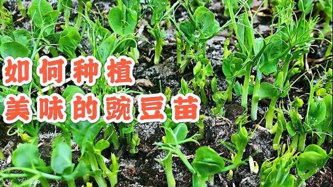 豌豆苗种植(土培豌豆苗的种植方法)