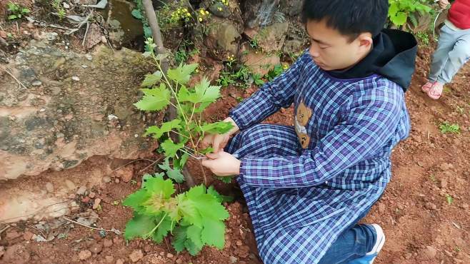 [图]种了几年的葡萄今年结果了，给它搭个架子套个袋子会不会长高一点