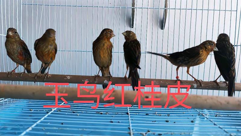 关内小城玉鸟红桂皮怎么挑选如何用胡萝卜给红色玉鸟增色