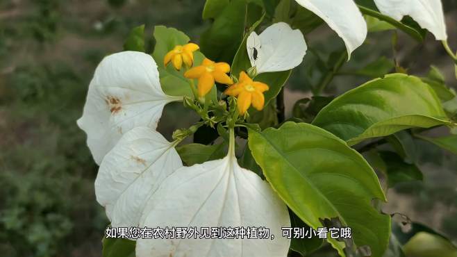 [图]深山稀有植物！大叶玉叶金花，民间凉茶，价值非常高，遇到别错过