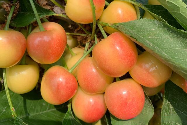 什么样的黄色樱桃露天果卖到50元一斤?传奇黄果—辉煌大樱桃苗