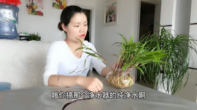 [图]媳妇太奇葩了用纯净水去养观音草，难怪它都蔫了还好我发现得及时