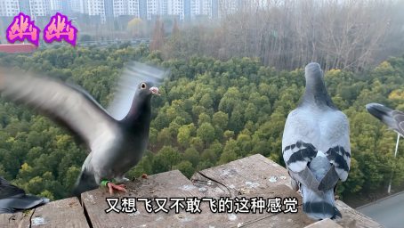 小鸽子丢失6天了 公母鸽子还轮番失踪 是不是在外面下蛋了 好看视频 小鸽子丢失6天了 公母鸽子还轮番失踪 是不是在外面下蛋了 好看视频
