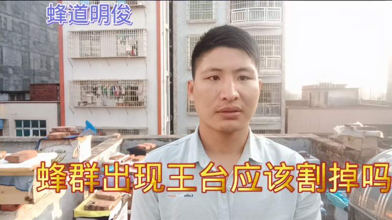 养蜂技术,蜂群出现王台应该割掉吗?割错你就损失大了,三农,农技农策,好看视频