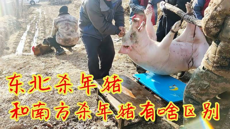 农村过年都是怎么宰年猪的，一次宰两头，两头猪的肉这都不够分,三农,农民生活,好看视频