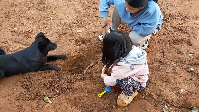 都说狗懂人看两小孩跟狗互动刨土坑就不知是人学狗还是狗学人