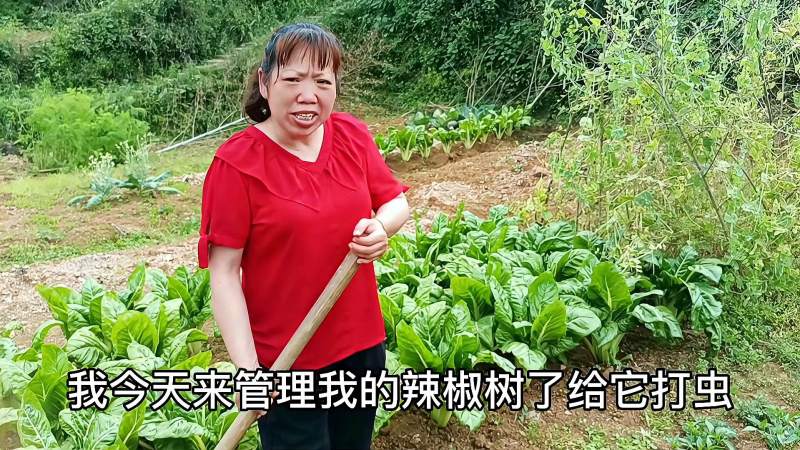 辣椒开花结果期很关键农村大嫂这样做辣椒结果多生长快