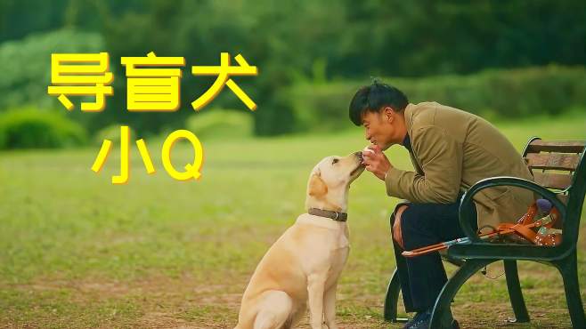 [图]小Q：导盲犬飞扑救主人，我愿成为你的眼睛，泪点太低建议不要看