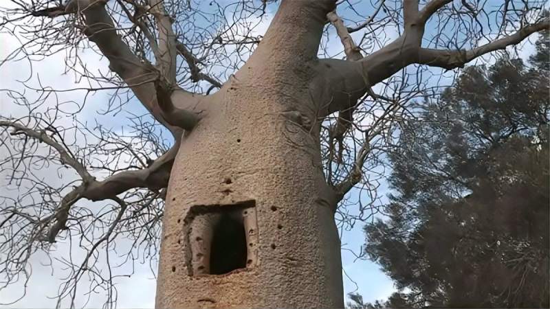 非洲的猴面包树有多神奇能储水能住人网友不用买房了