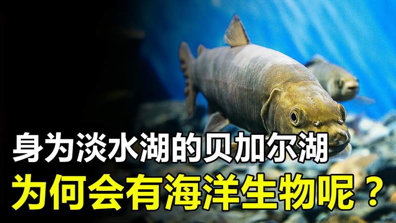 身为淡水湖的贝加尔湖,为何还生存了这么多的海洋生物?