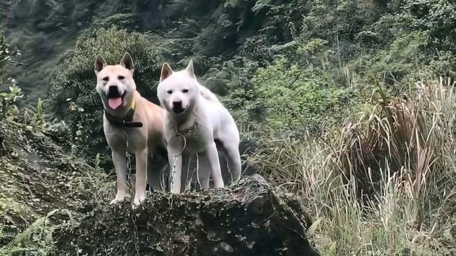 大山中老猎人的两条爱犬广西土猎犬