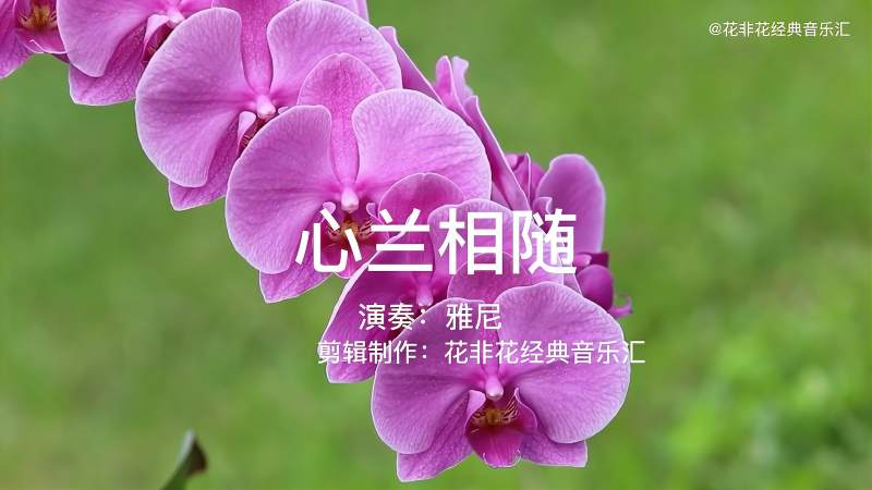 雅尼心兰相随清新飘逸如行云流水