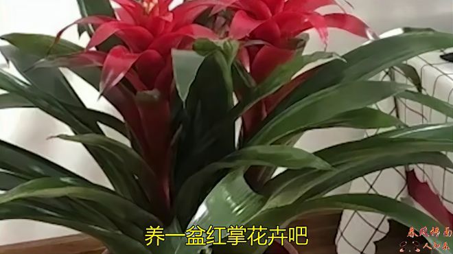 [图]能开10个月的花卉是什么花？养一盆红掌花卉吧，看起来非常象假花