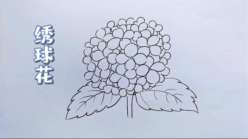 简笔画很简单的绣球花画法