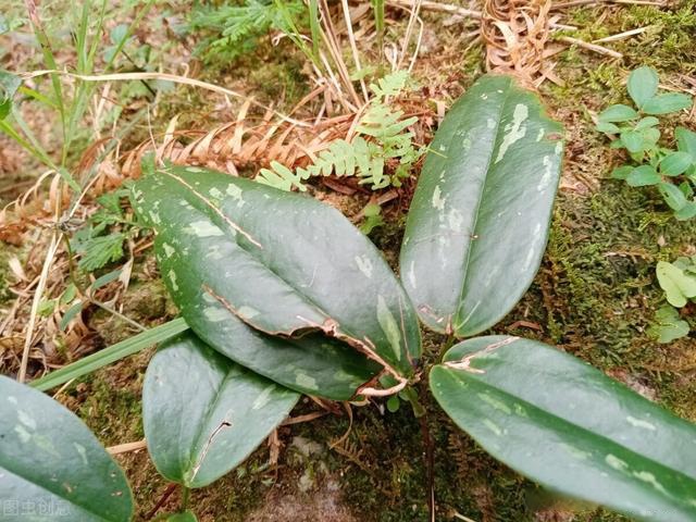 有种植物跟土茯苓很相像,来识别吧