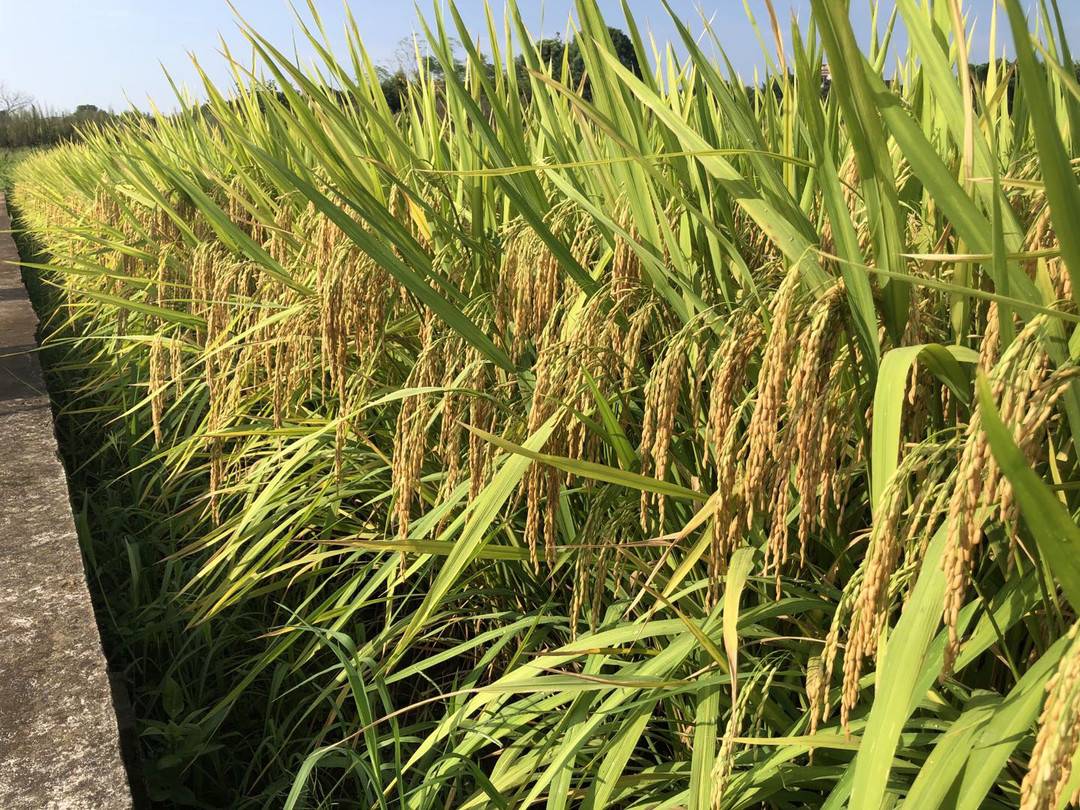 全国十大优质籼型超级稻品种评选结果出炉 这种四川水稻遍布长江上游