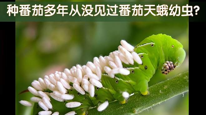 种番茄多年从没见过番茄天蛾的毛毛虫幼虫,秘密大公开!