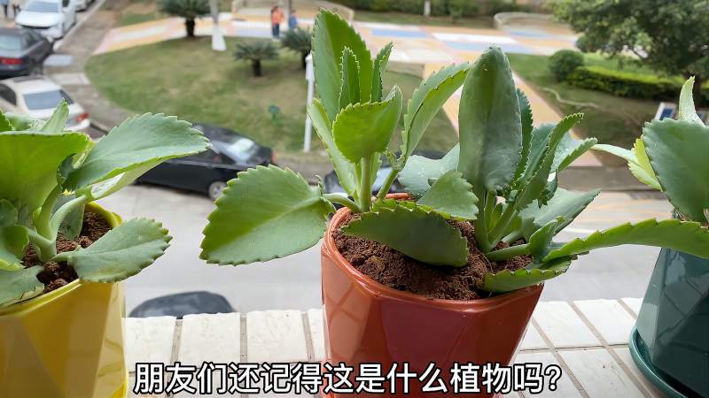 落地生根很好养多肉绿植很养眼