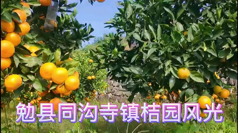 勉县同沟寺镇桔园风光