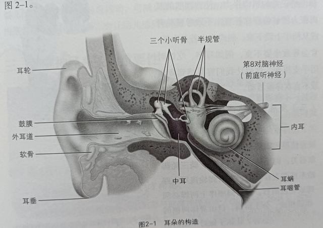 前庭蜗神经解剖图图片