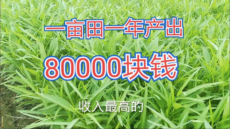 2o21年种植业最赚钱我只看它了一亩田一年收入高达80000块钱