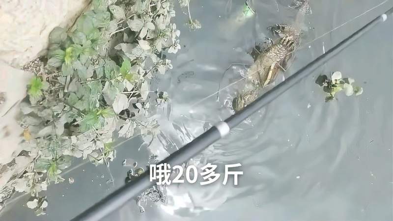 野河用甲鱼枪打到一只20多斤的大怪物,太牛了,三农,农村赶海,好看视频