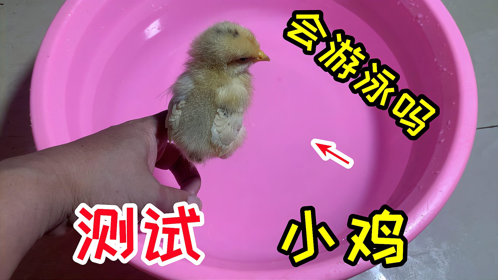 “鸭子”天生就会游泳，如果把“小鸡”放到水里，小鸡会游泳吗？