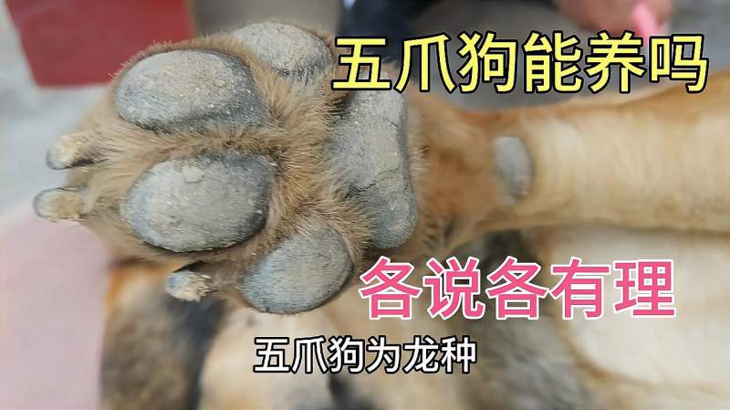 农村老人不养五爪之狗小伙把详细情况说出来对此您有什么看法