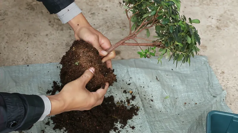 给杜鹃花上盆 这些根通通掰掉 再牢记好这些技巧 后期越长越旺 家居 园艺 好看视频