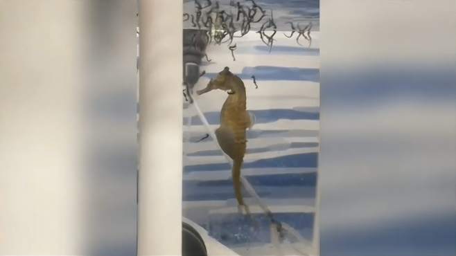 澳大利亚水族馆一海马爸爸水中产仔视频走红 生仔过程好像打喷嚏