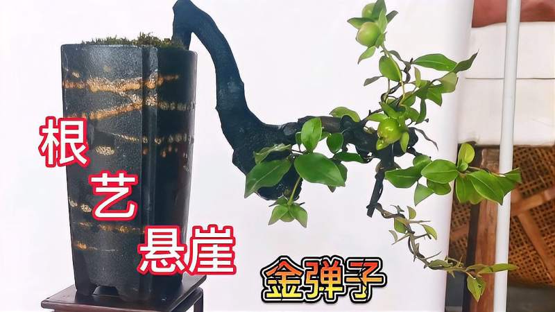 成都邛崃这两盆根艺悬崖小品金弹子造型飘逸灵动漂亮不贵