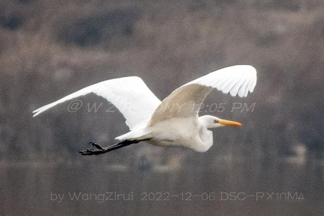 滑縣森林公園:白馬湖的那些鳥兒,600mm鏡頭捕捉到的倩影