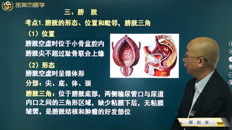 解剖学04泌尿系统03膀胱位置形态膀胱三角男女毗邻异同点