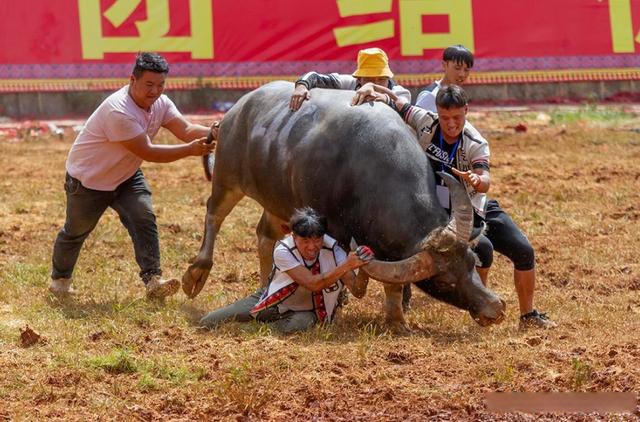 云南乡村历史悠久的斗牛活动