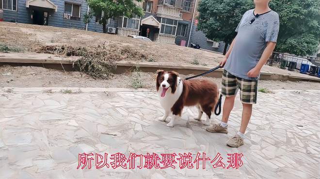 训狗家宠它物语