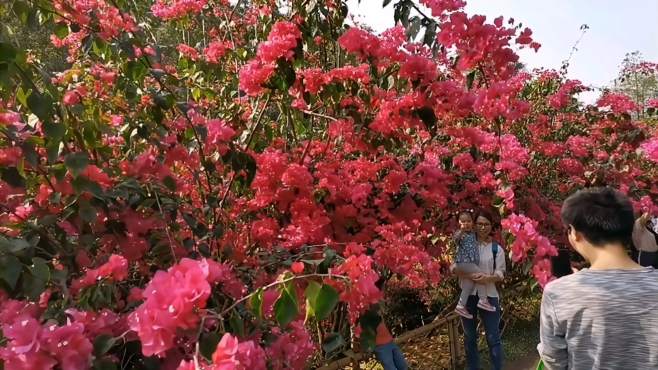 [图]深圳市花（簕杜鹃）绽放，与你相遇花开，陪你又到浪漫春夏