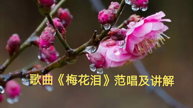 歌曲梅花泪简谱和清唱范唱及讲解