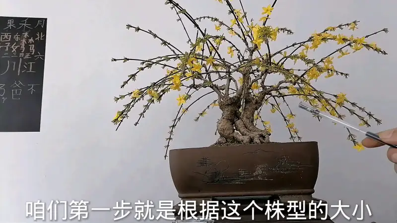 21最新迎春花盆景花后应该如何修剪 家居 园艺 好看视频