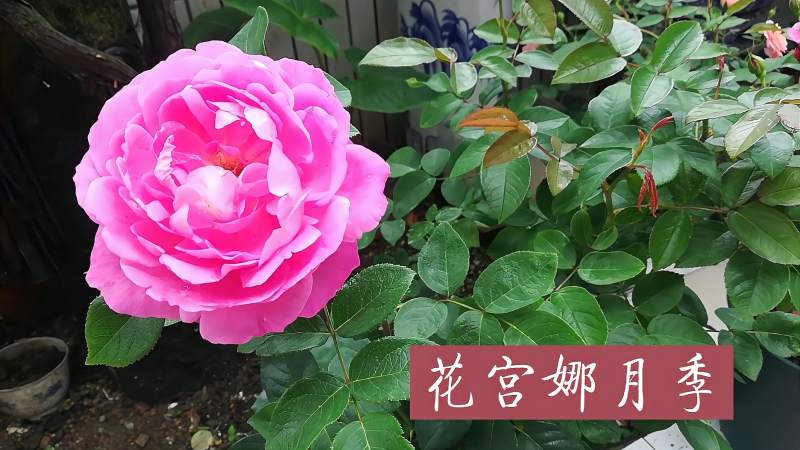 月季花品种介绍花宫娜月季葵月季焦糖古董月季