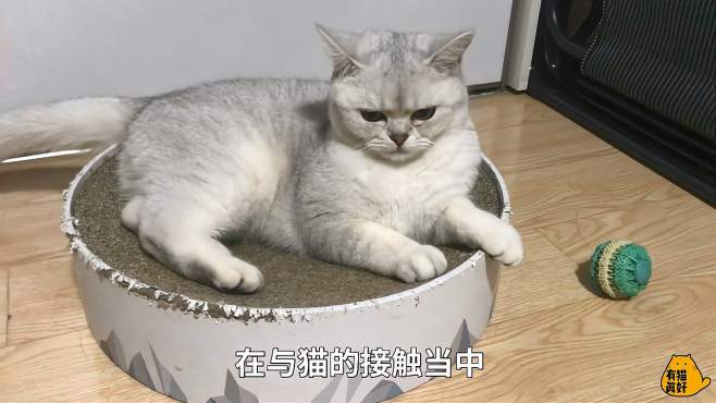 [图]6个被科学证明的养猫好处，有猫真好！