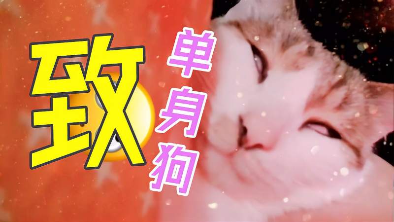 单身必看这是来自一只猫对单身狗的建议