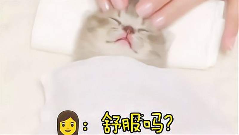 带着猫咪去做spa，网友：“我羡慕了”搞笑萌宠好看视频 8484