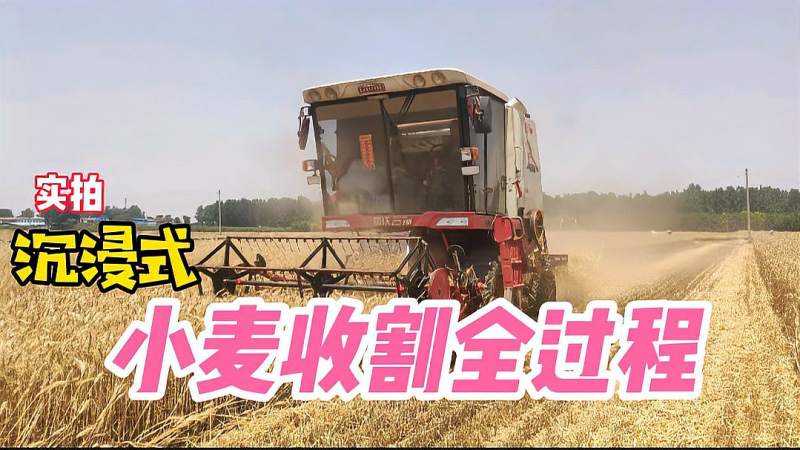 实拍:割麦机收割小麦过程 机器的轰鸣声响彻麦地 割完直接拉回家,科技,机械,好看视频