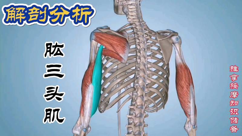 解剖分析“肱三头肌”,3D演示,健康养生,健康常识,好看视频