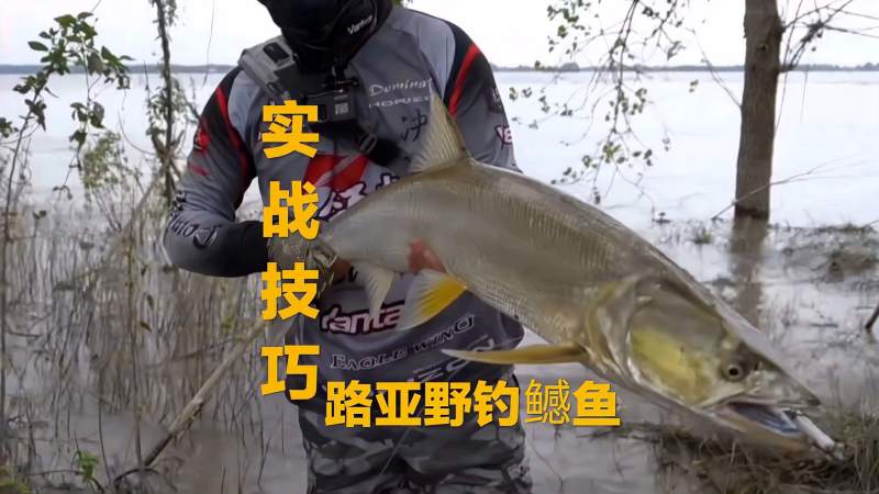 路亚鳡鱼实战技巧教学，提高野钓中鱼率，就能钓获10斤的野生鳡鱼,体育,钓鱼,好看视频