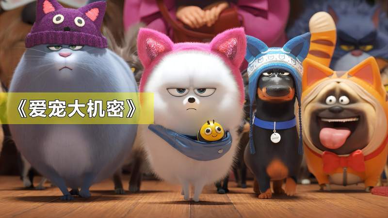 表面呆萌兔宝宝背后竟是黑帮大佬治愈搞笑萌片爱宠大机密