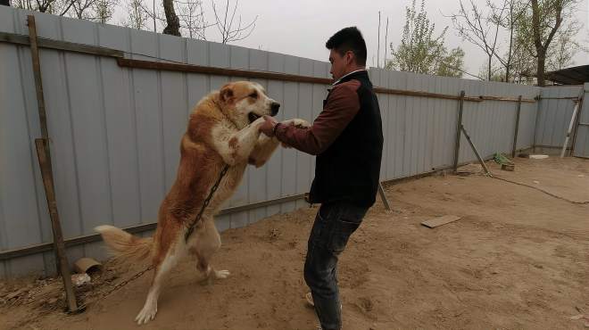 [图]纯种中亚犬架势真是猛，站起来比人还高，一顿能吃15斤肉！