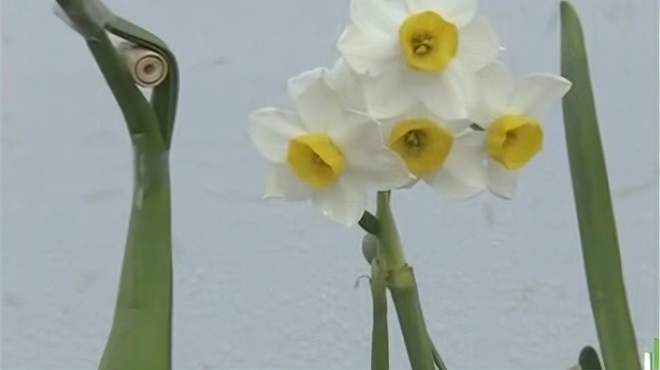 [图]水仙1：水仙花种植简单 只需一盆清水 就能带给人沁人心脾的芳香