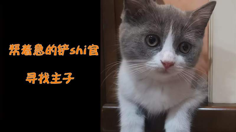 石家庄找猫:猫丢了怎么找回,寻宠团队也得货比三家择优而选