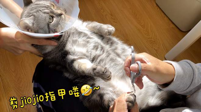 有个反应慢半拍的猫咪是怎么样的体验?